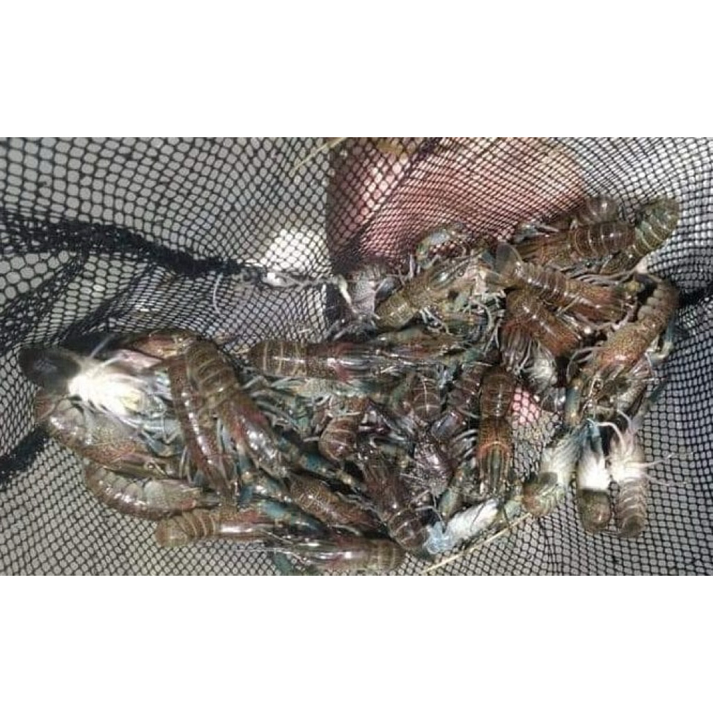Benih bibit anakan Lobster red claw 2 inch