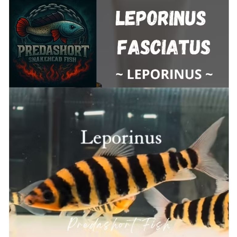 ikan hias LEPORINUS Fasciatus / ikan kaos kaki bergaransi