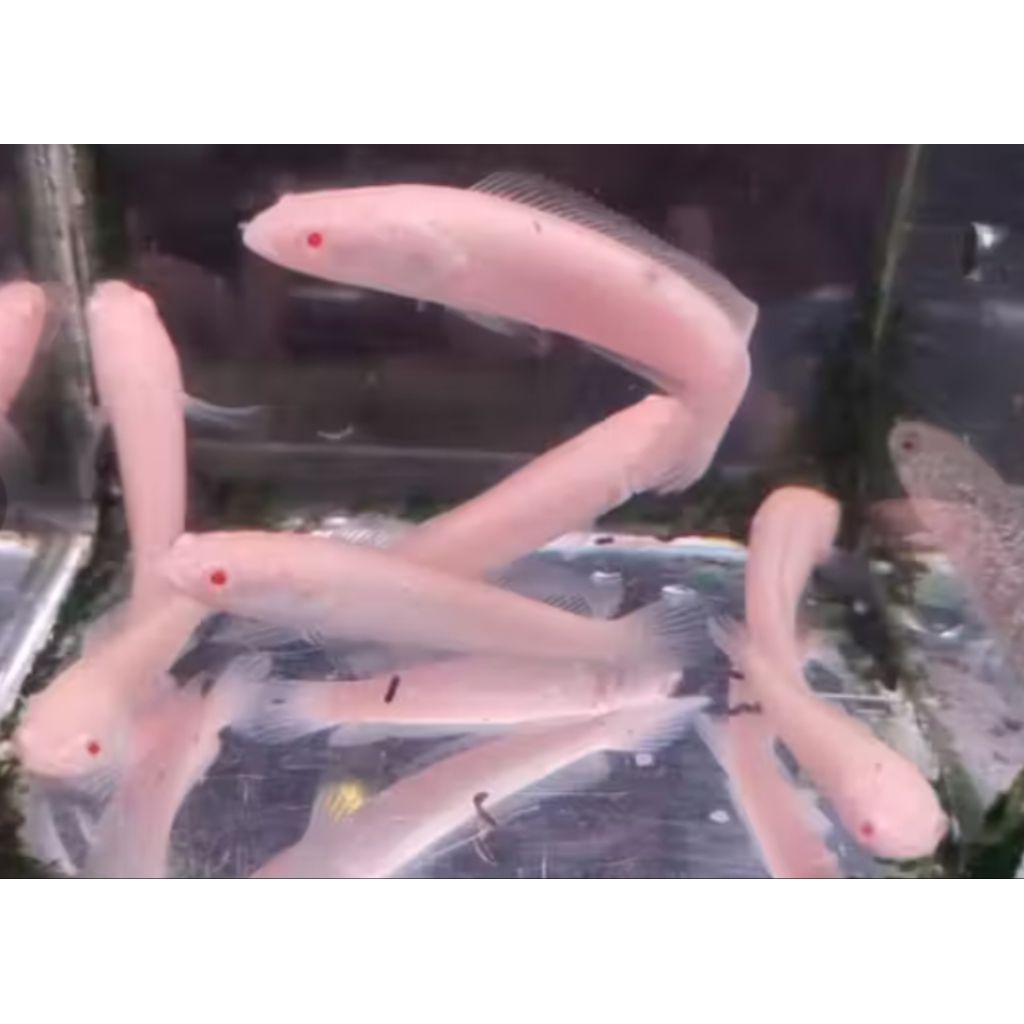 CHANA STRIATA ALBINO PER EKOR