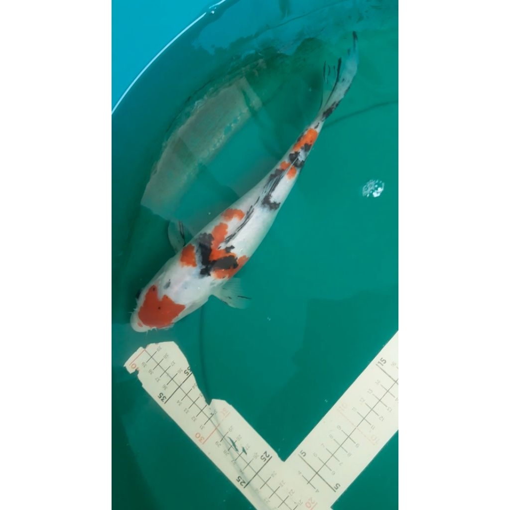 Ikan koi jenis Sanke 33cm High Quality