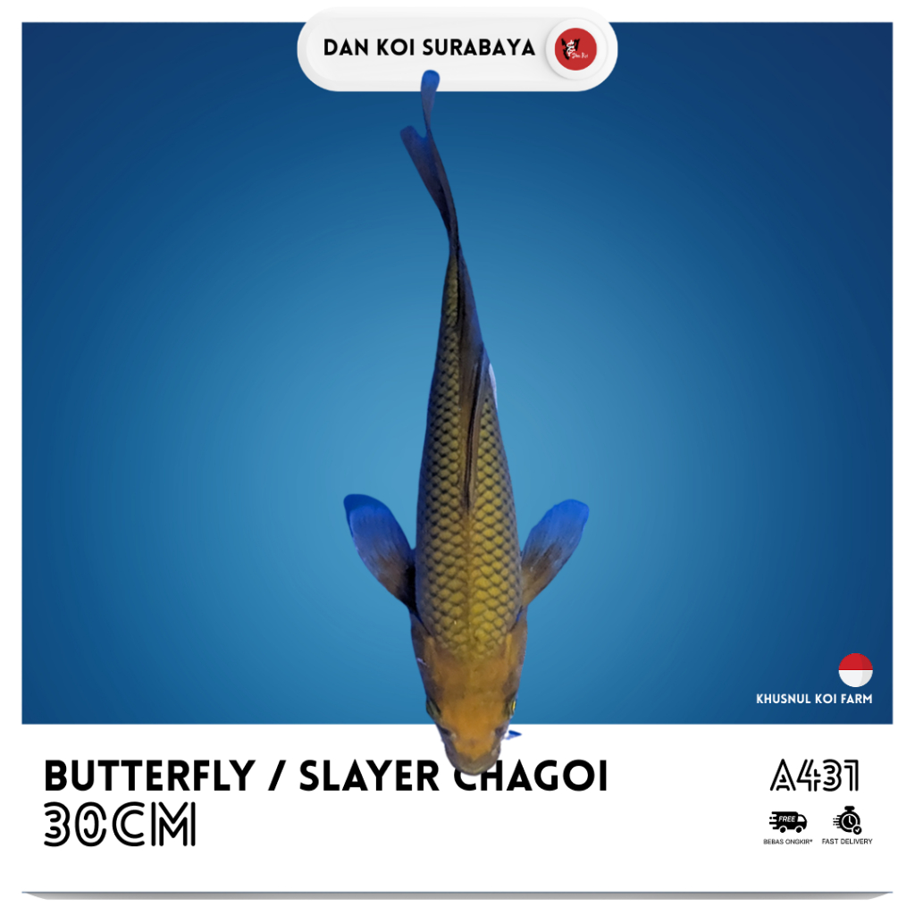 Ikan Koi Butterfly / Kumpay / Slayer Chagoi Breed by Khusnul Koi Farm (KKF) Kode A431