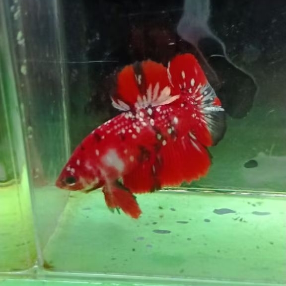 Red Koi Cooper