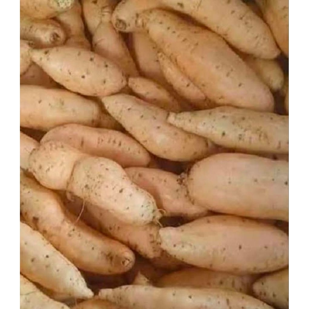 ubi jalar kuning/ubi cilembu 500gr