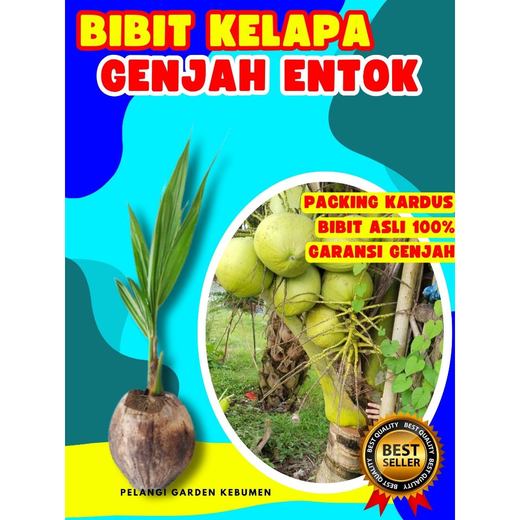 TERPERCAYA  Pohon Kelapa Pendek Terbaik, Pohon Kelapa Pendek Terdekat