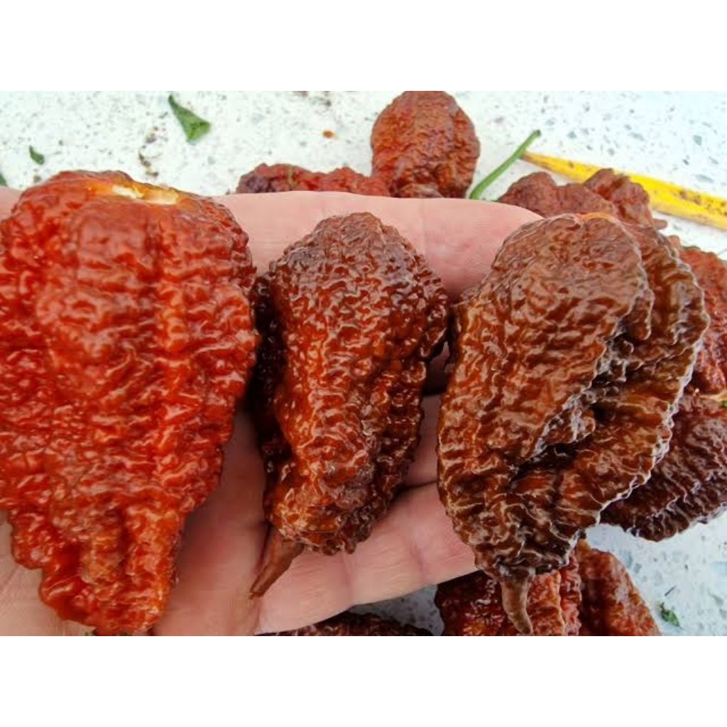 Benih Bibit Cabe Big Black Mama || Biji Cabe Super Pedas