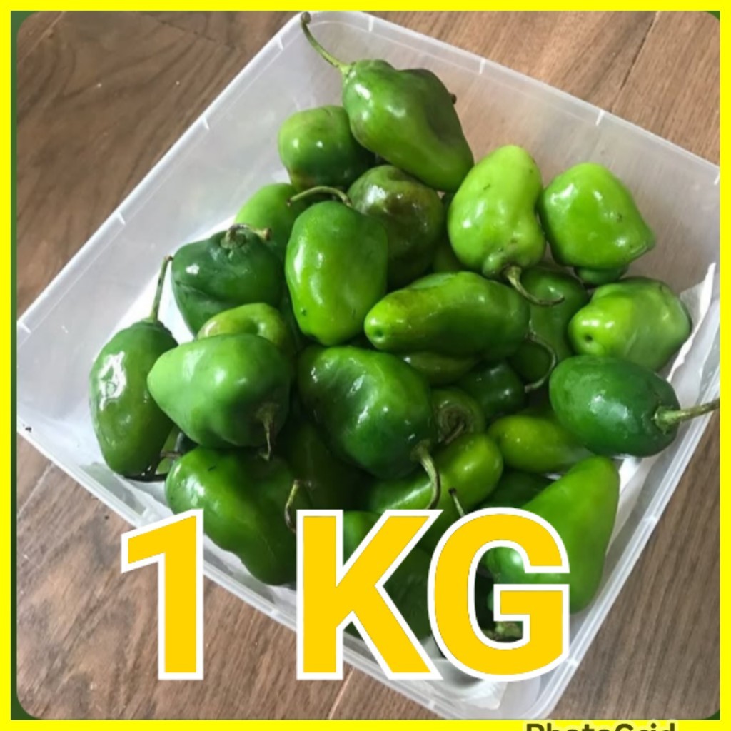 1 KG CABE GENDOT SEGAR - CABAI BENDOT HIJAU ASLI BANDUNG LANGSUNG DARI TANGAN PERTAMA