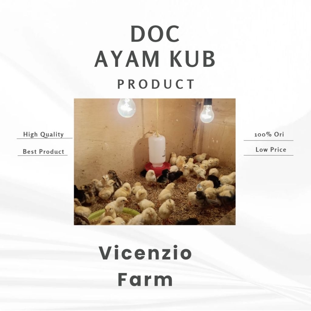 DOC ayam KUB 2 Sudah Vaksin
