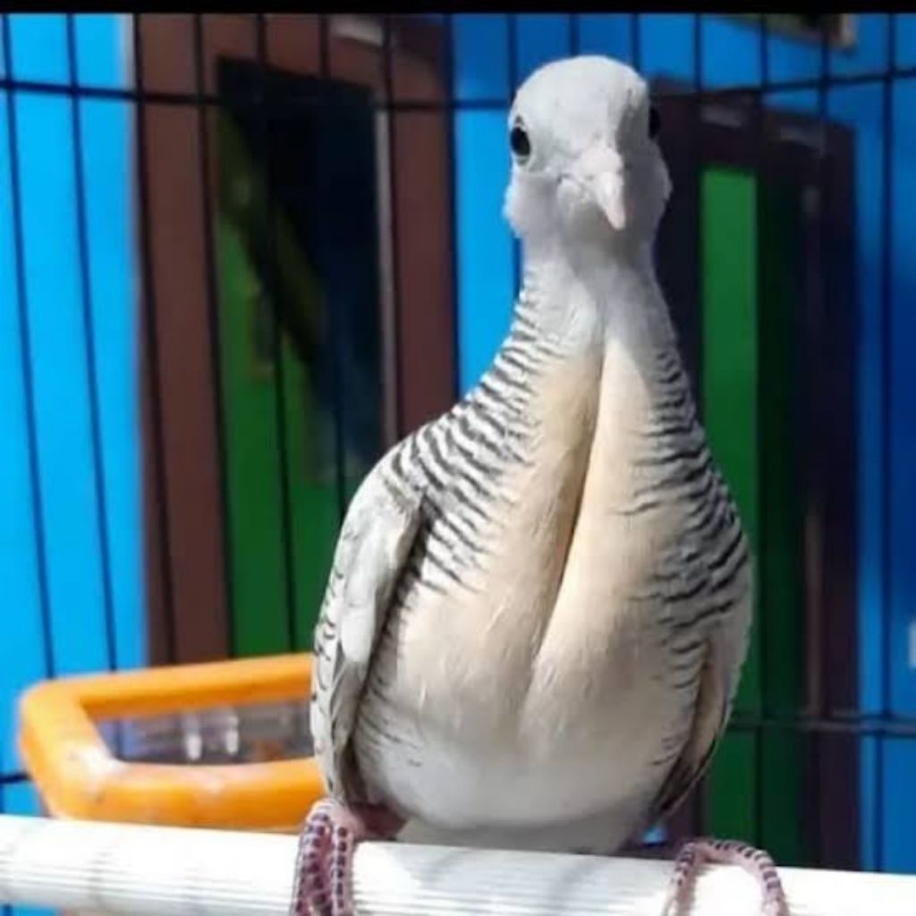 BURUNG PERKUTUT JANTAN RAWATAN KATURANGGAN BANYU MILI