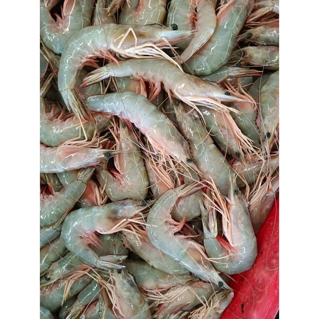 udang segar ukuran sedang medan 250gr