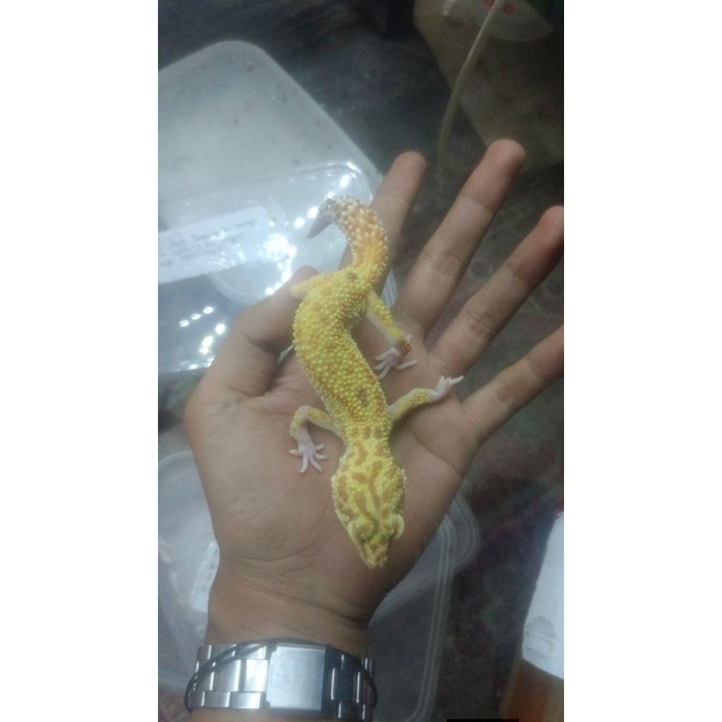 mainan hewan gecko jinak