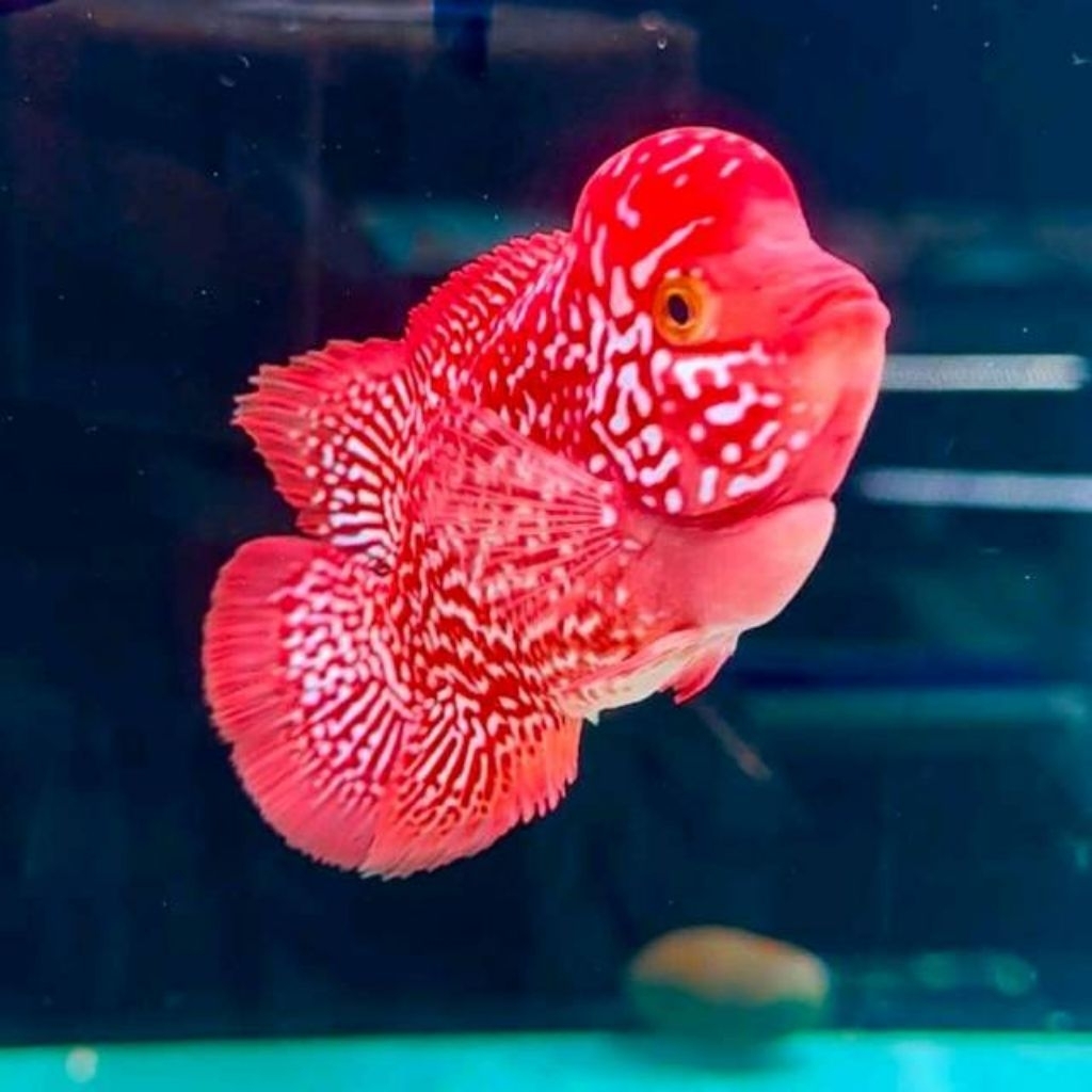 Kamfa F2 Ori Thailand Louhan Bigsize