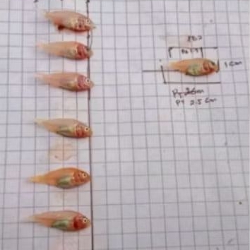 Bibit Ikan Nila Merah Bangkok Ukuran 2–3 cm Isi 100 Ekor Perpaket Super Sehat & Siap Tebar