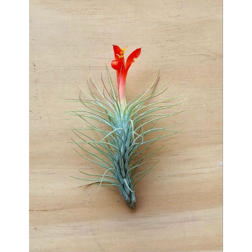 tanaman hias tillandsia funckiana recurvifolia