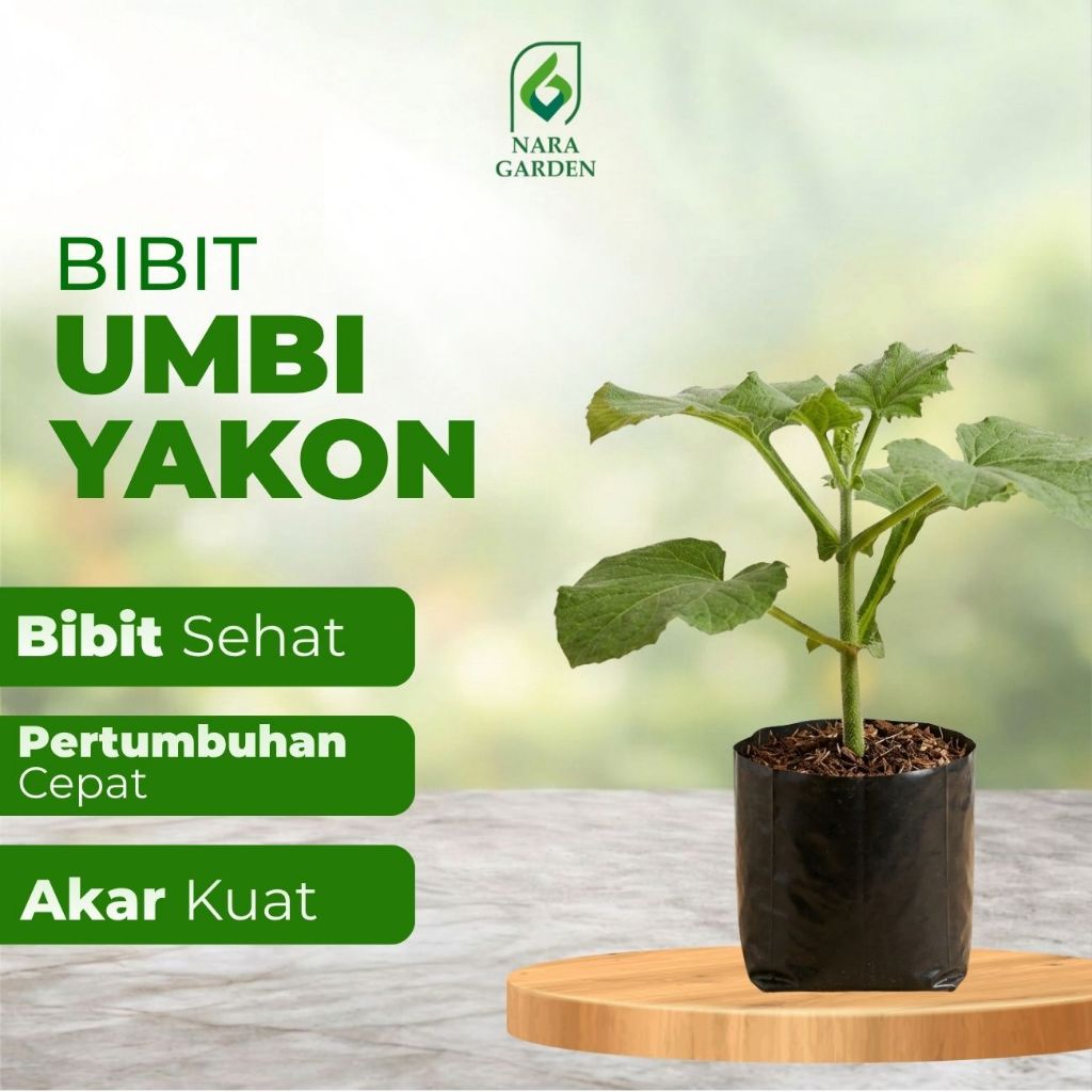 Bibit Umbi Yakon Valid Siap Tanam Bisa COD seluruh Indonesia