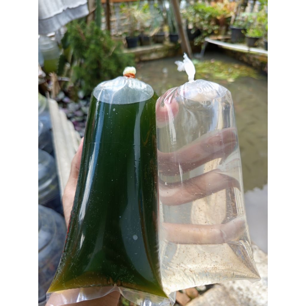 chlorella green water/air hijau+kutu air moina
