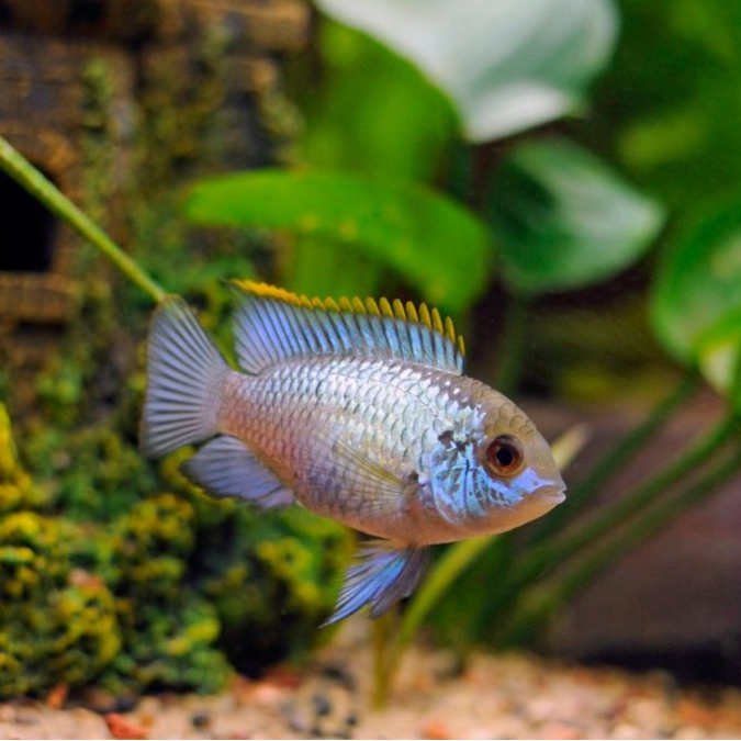 Ikan Hias Blue Acara / Electric Blue Acara / American Cichlid / Ikan Hias Air Tawar