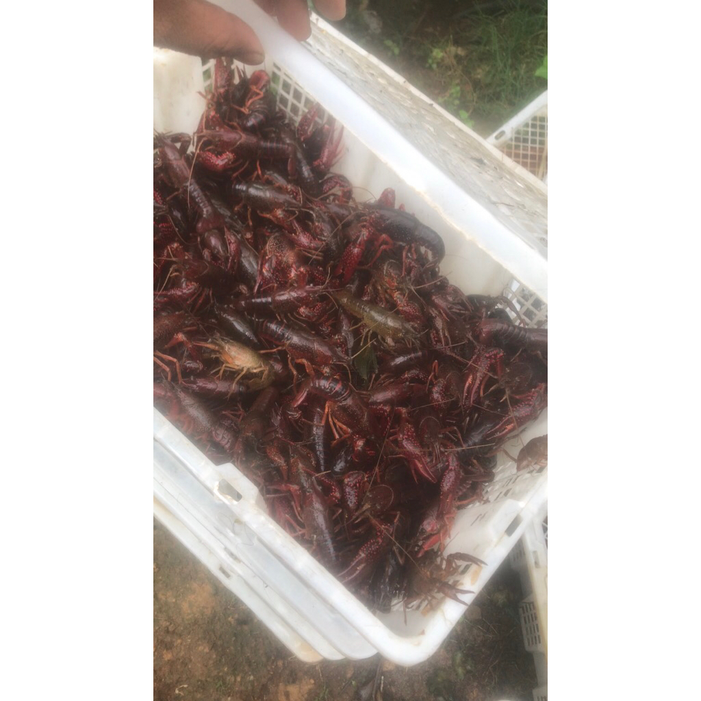 lobster air tawar konsumsi 1 kg