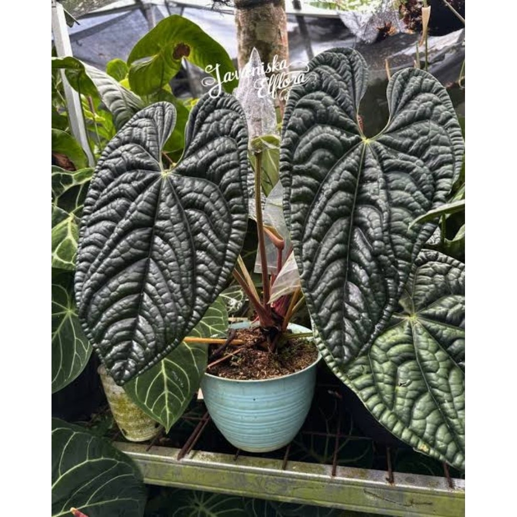 Anthurium Luxurian Ecuador