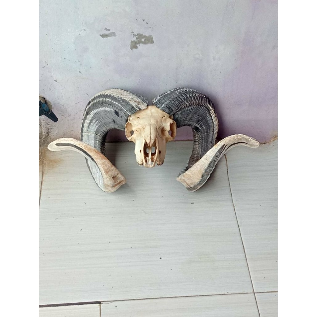 Tanduk domba garut