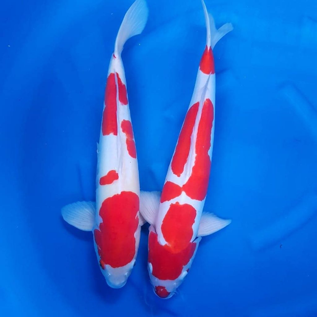 Koi Kohaku 12–14 cm Bibit Koi Kohaku Murah Sehat Aktif Koi Hias Kolam
