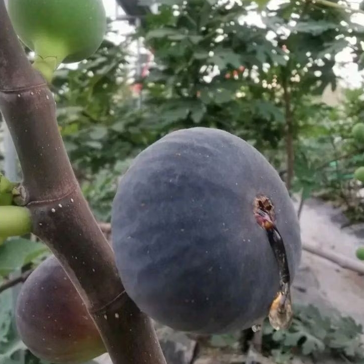 bibit buah tin sudah berbuah