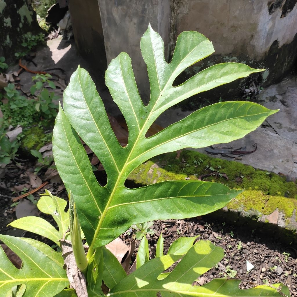 daun sukun fresh, daun sukun kering
