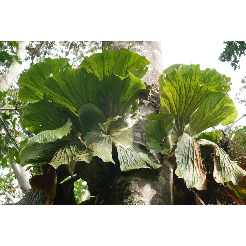 platycerium elephantotis