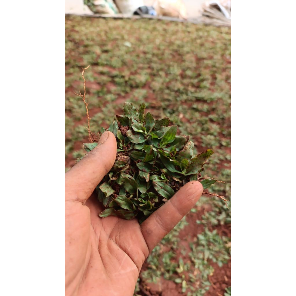 Rumput gajah mini per 1 meter/ Rumput gajah mini