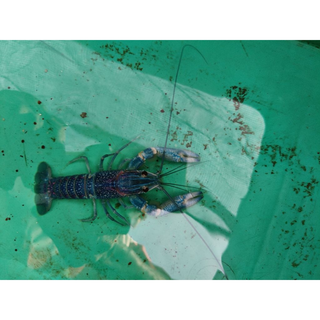 Lobster air tawar reglaw Indukan size 4inch(10cm) paket C isi 3 Betina2 Jantan1 lobster