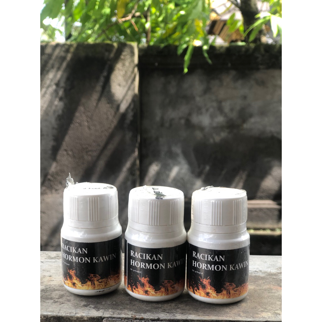 ERNOV HORMON KAWIN UNTUK AYAM JANTAN