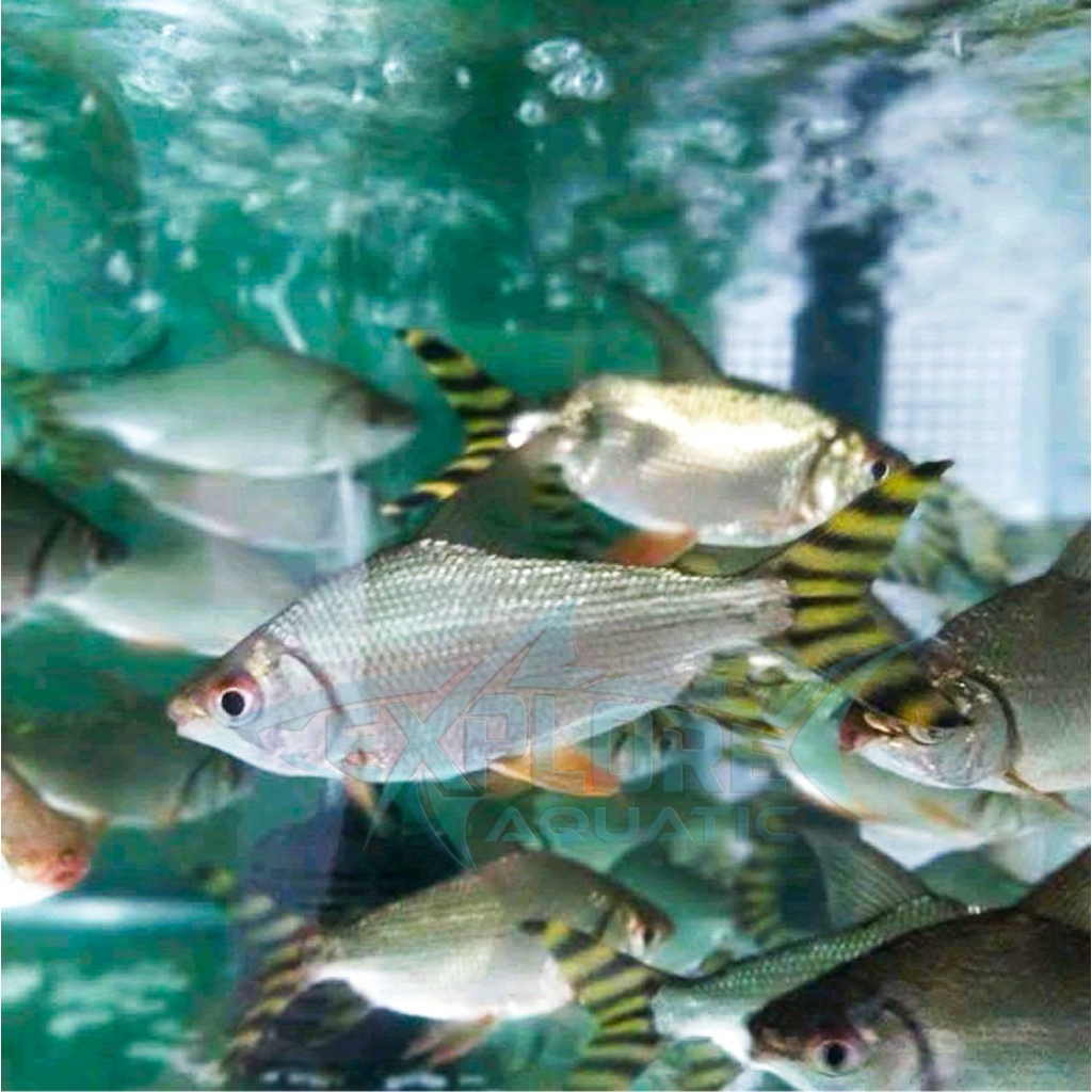 American Yellow Flagtail / Feifeng 18cm - Ikan Pembersih Lumut