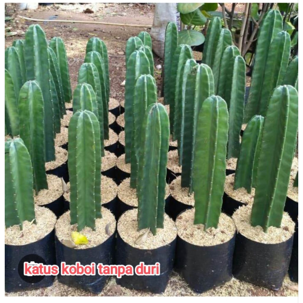 Kaktus koboi tanpa duri