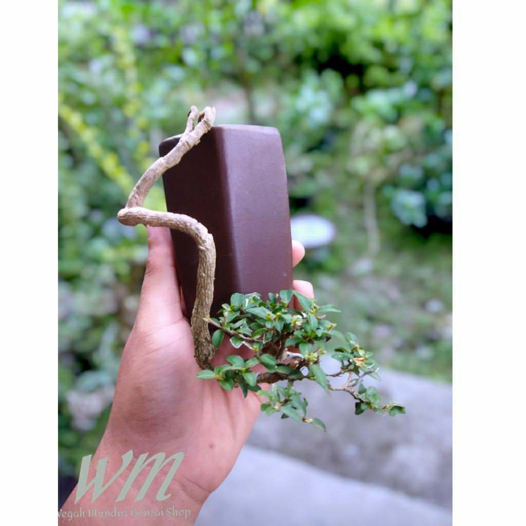 bonsai sakura mikro murah siap pajang