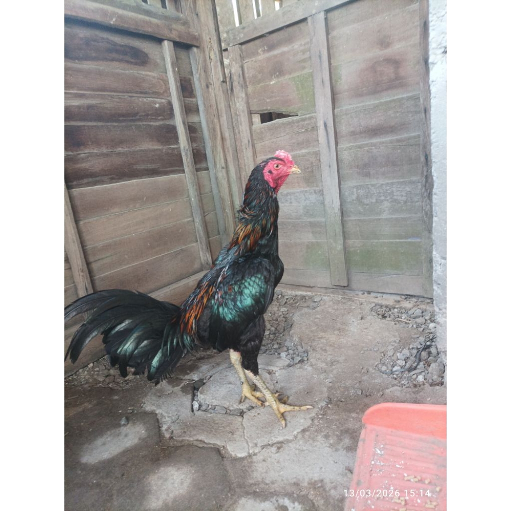 Ayam Bangkok Super Usia 8 Bulan Pukul Bomb