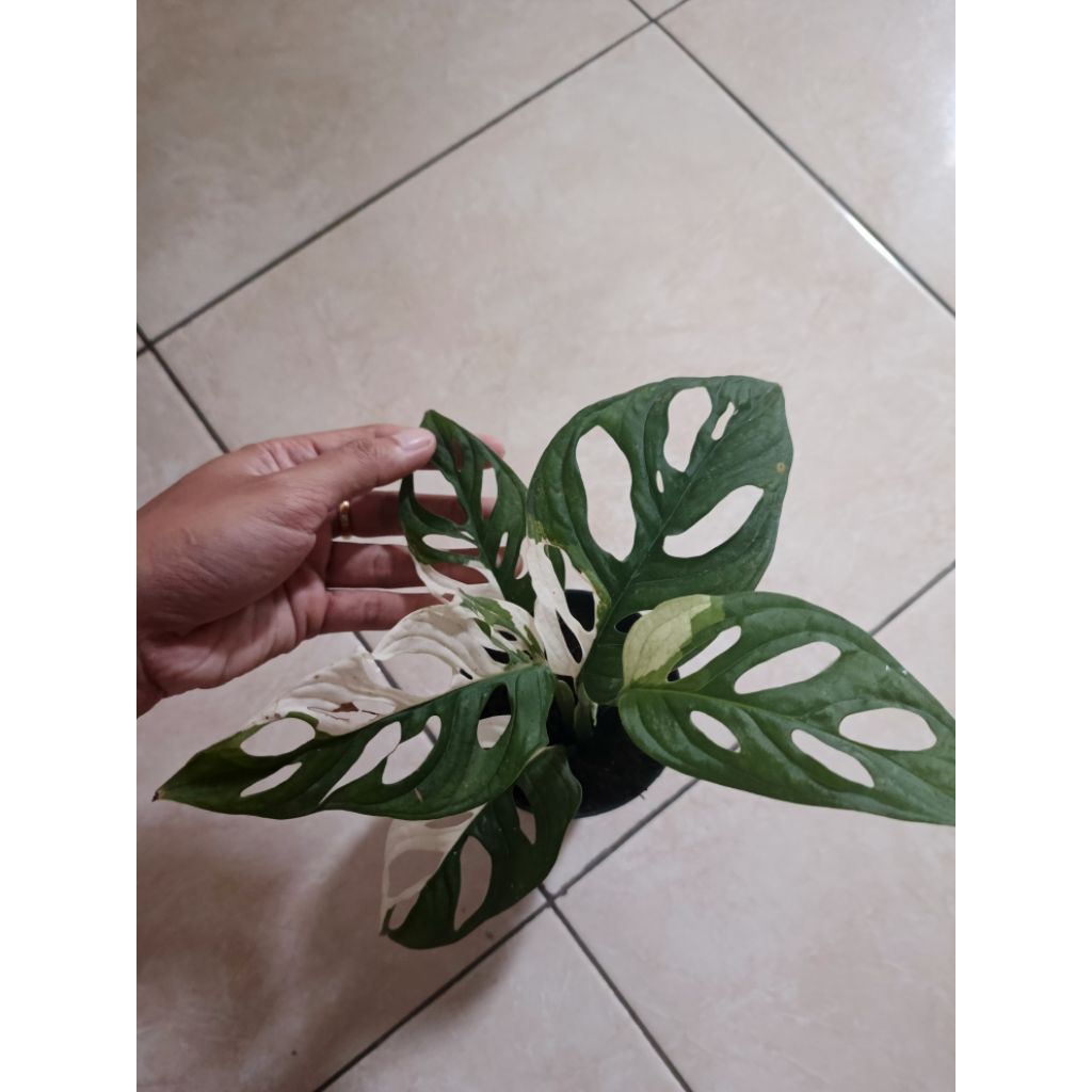 monstera acuminata varigata