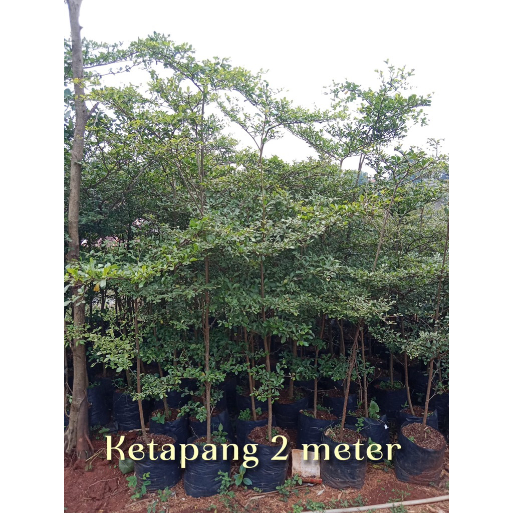 Ketapang kencana - pohon ketapang kencana 2 meter- tanaman peneduh ketapang