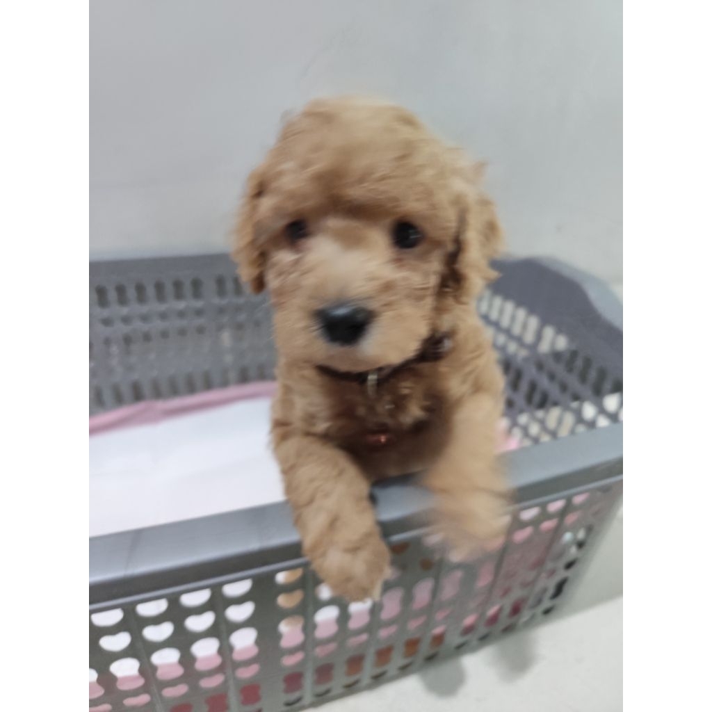 Anjing Toy Poodle, Red Toy Poodle | Jantan 6 Minggu