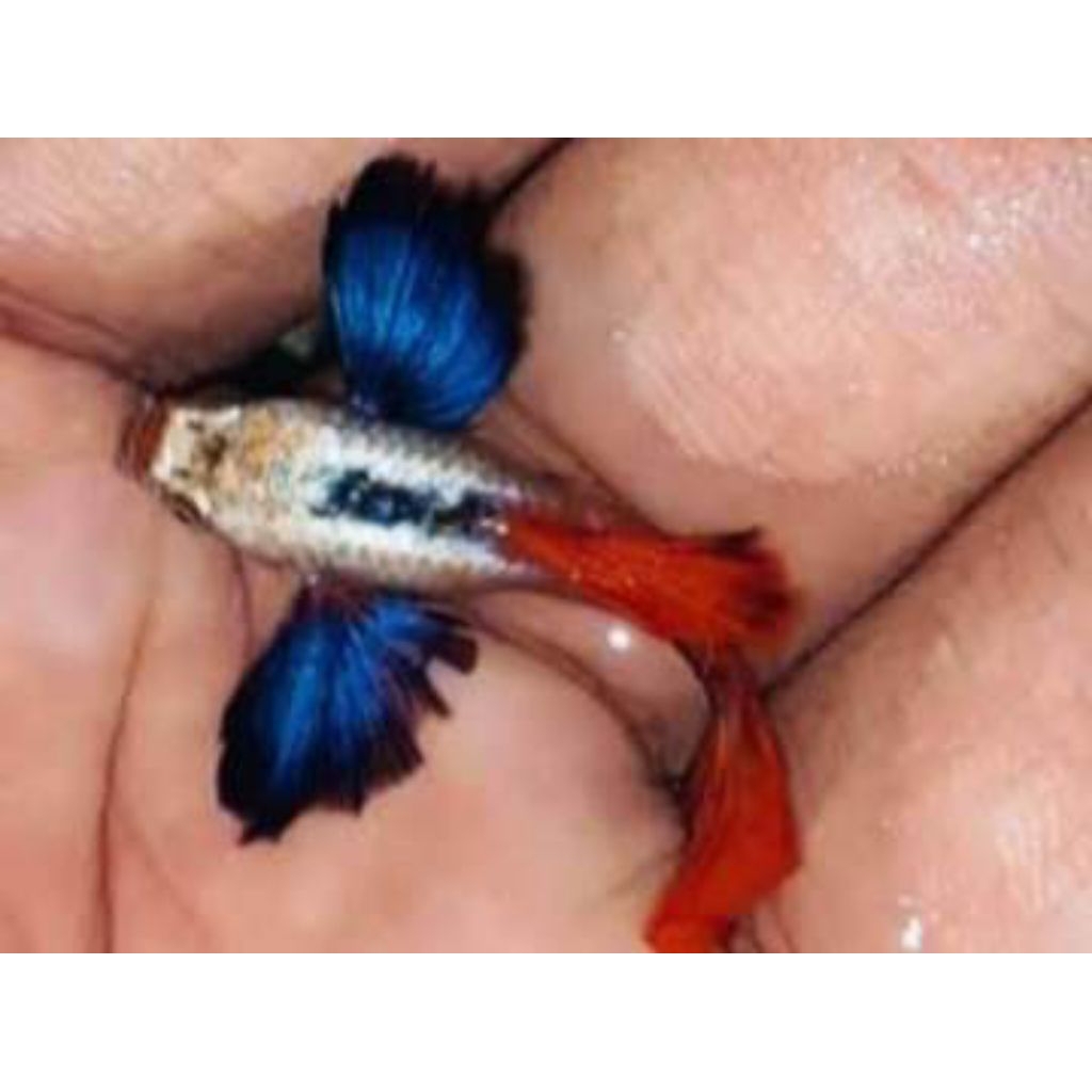 HIASAN GUPPY PRTDE PLATINUM RED TAIL DUMBO EAR