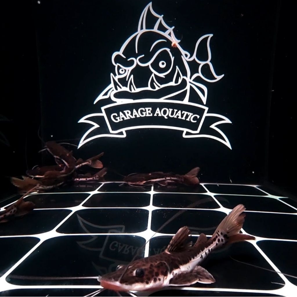 INSTANT LEOPARD CATFISH IKAN HIAS PREDATOR AQUARIUM KOLAM