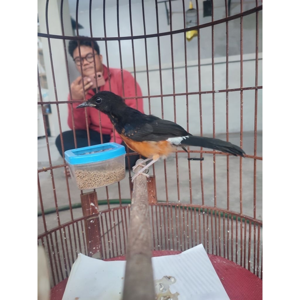 murai trotol jantan mantap