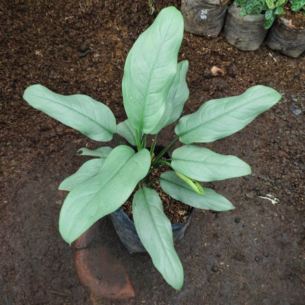 TANAMAN HIAS AGLONEMA DIVEN SILVER