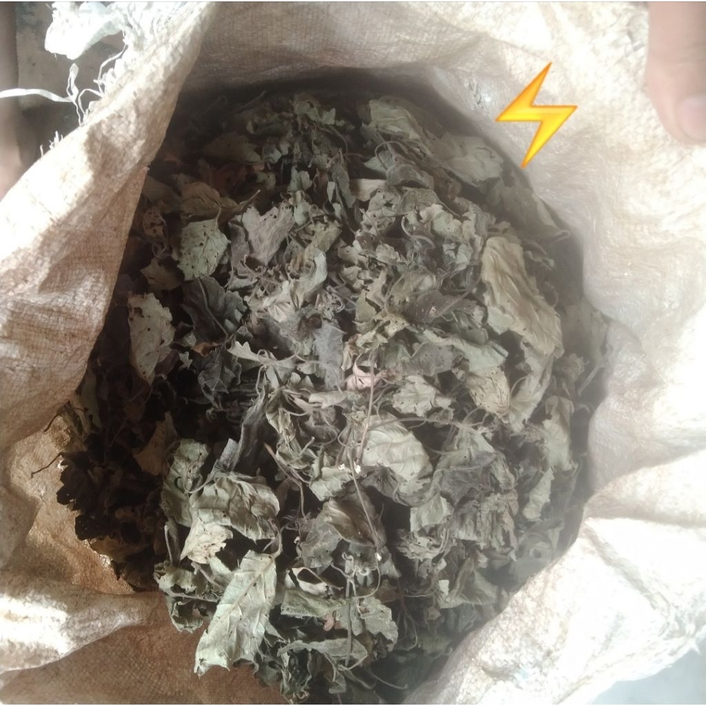 DAUN NILAM KERING DARI PETANI PULAU NIAS PAKET 1 KG