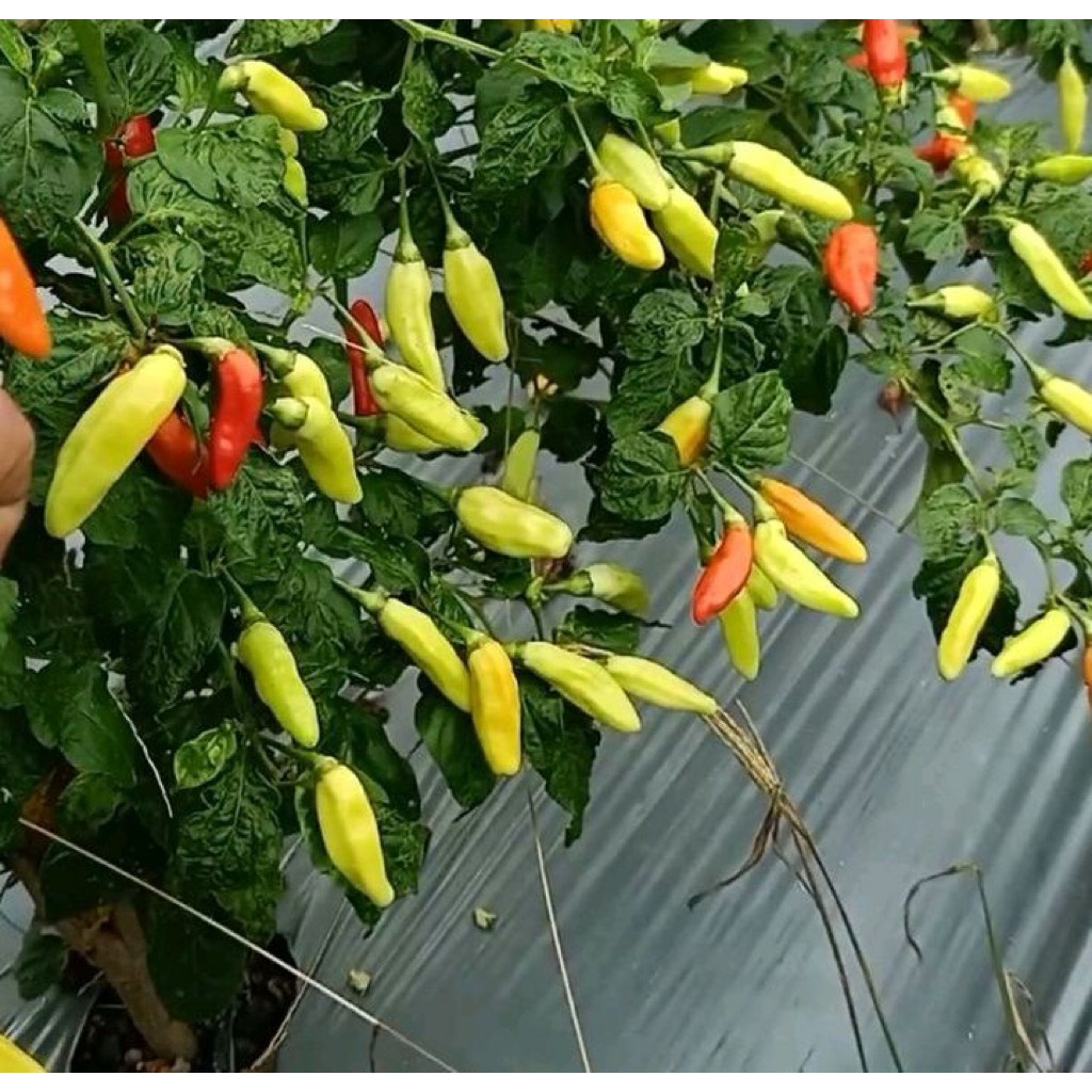100 biji benih cabe rawit cabe setan ORI 212