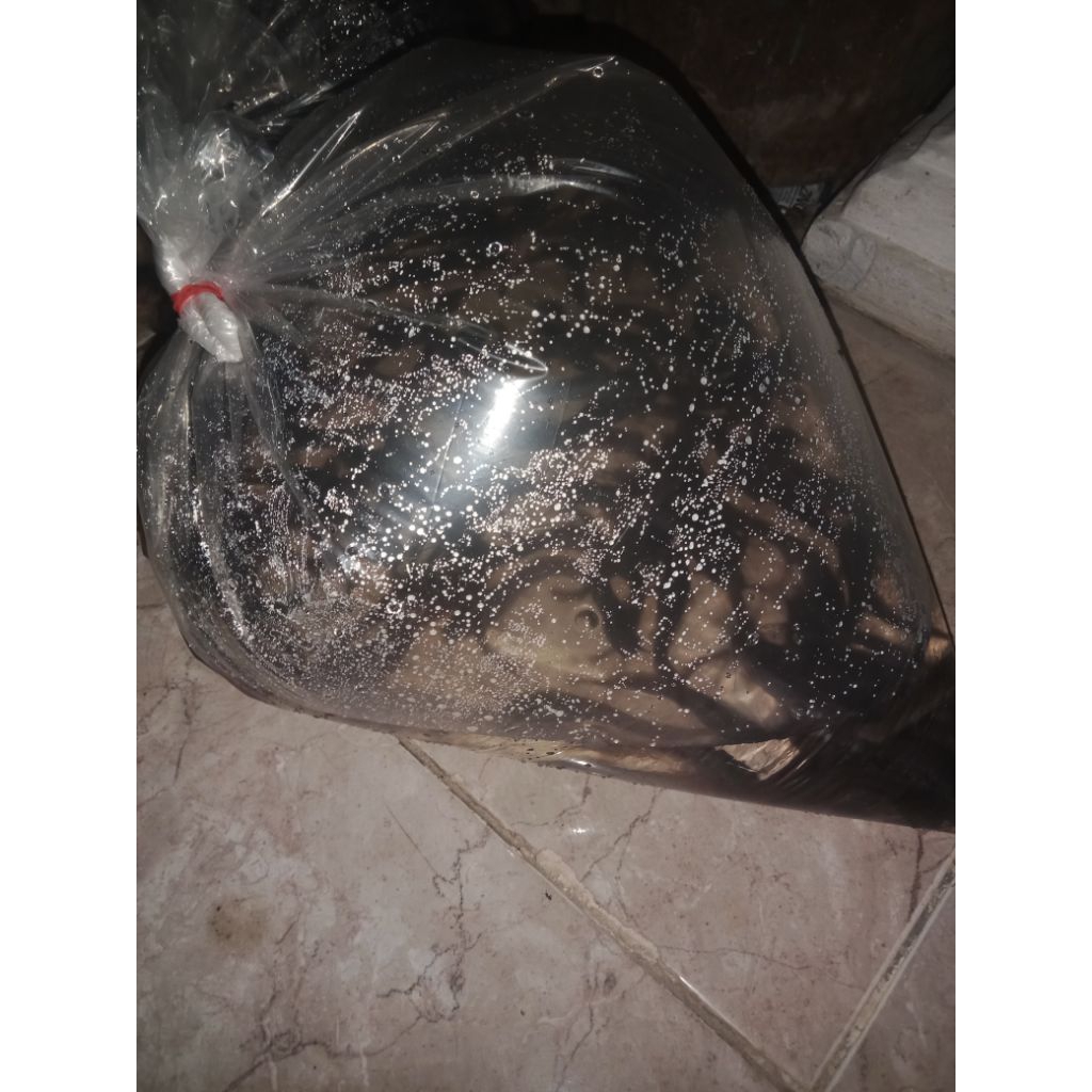 Bibit lele 200 ekor