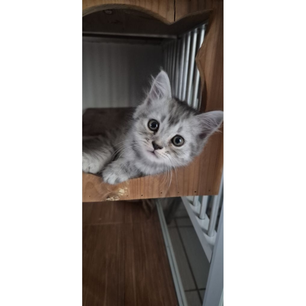 Adopsi Kitten Anak Kucing Himalaya Jantan