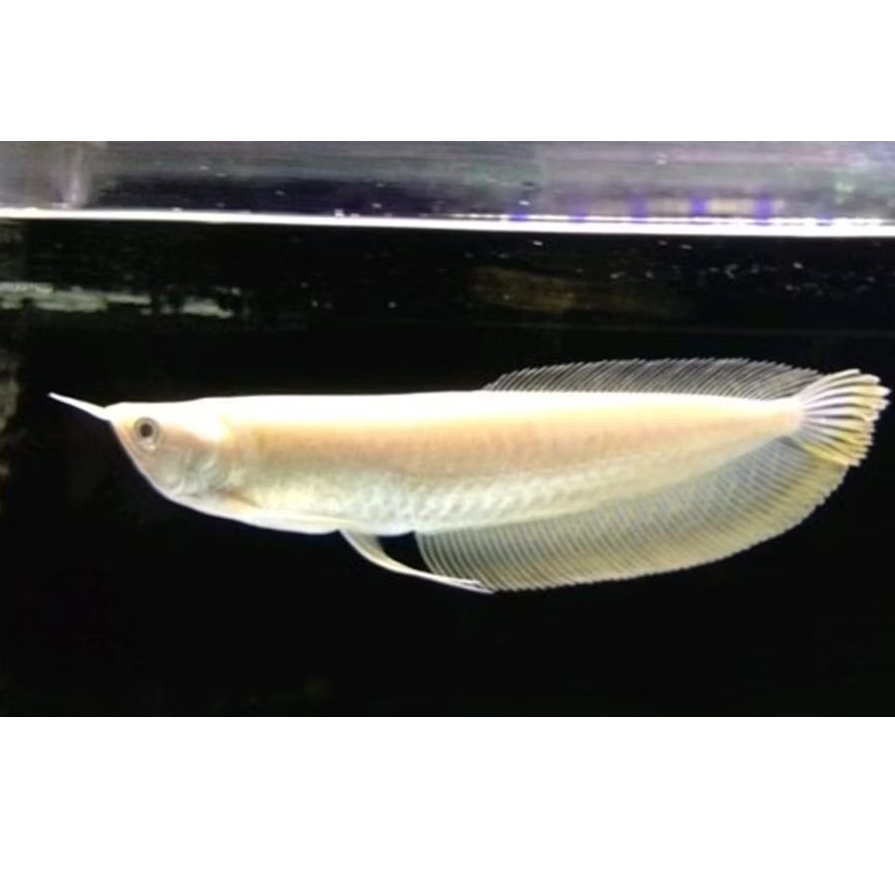 Arwana Albino(Aksesoris Akuarium)