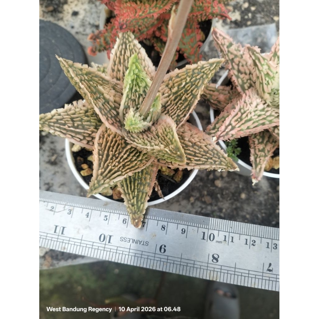 aloe hibrid TCT (seedling) satuan