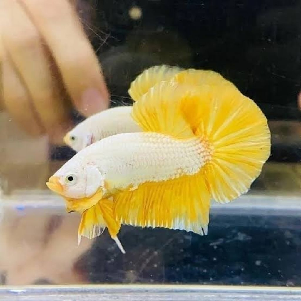 Ikan Cupang HMPK Yellow Dragon - Ekor Lebar, Warna Cerah, Kualitas Terbaik