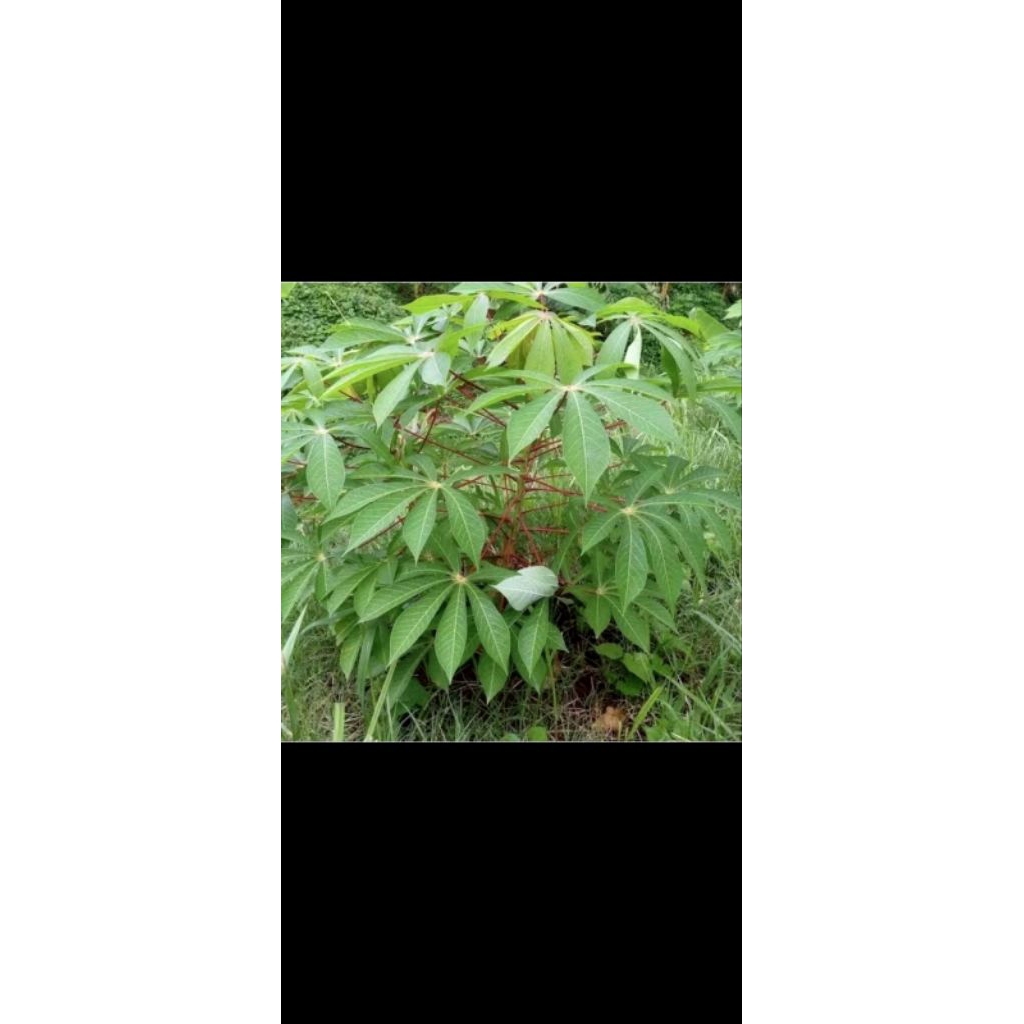 Daun singkong Segar
