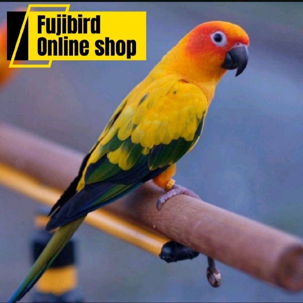 BURUNG SUNCONURE DEWASA PILIHAN AVIARY